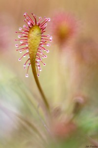 Der Mittlere Sonnentau (Drosera intermedia) gehört zu den fleischfressenden Pflanzen. - © Jan Piecha