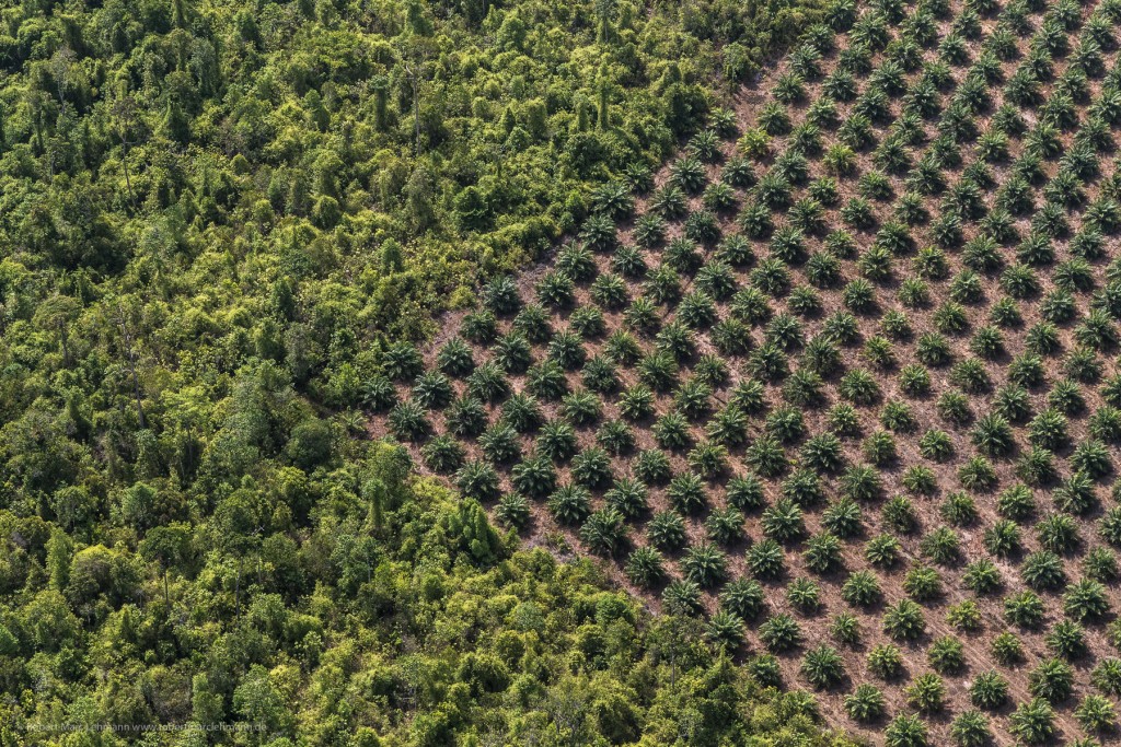 1.Palmöl-Plantagen fressen sich wie Krebsgeschwüre in den Primär-Regenwald. Canon 1D C + Canon 24-105/4 L IS USM