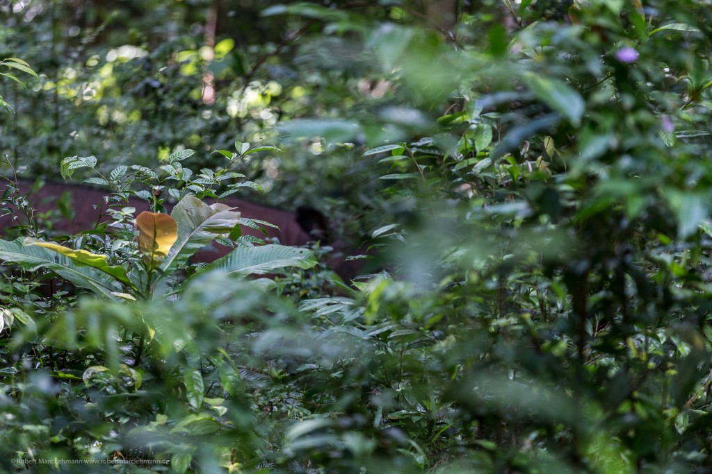 1.Typisches Bild vom Sumatra-Nashorn;-) Canon 1D C + Canon 70-200/2.8 L IS USM