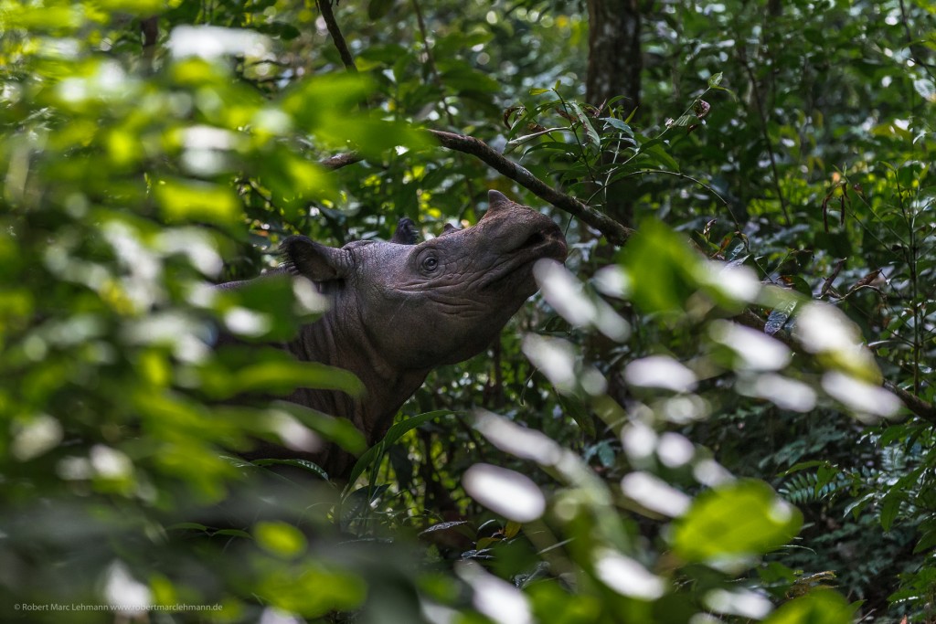 Endlich mal ein gutes Bild vom Nashorn. Es geht doch! Canon 1D C + Canon 70-200/2.8 L IS USM