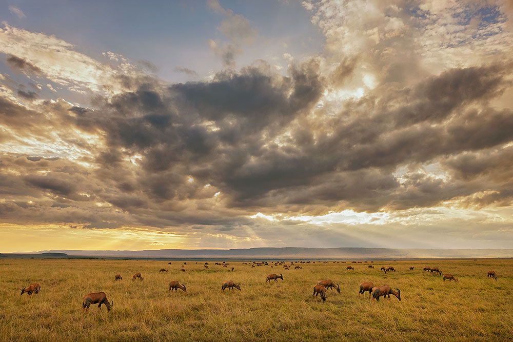 Bild 3 / Buch Seite 117 Unzählige Huftiere bewohnen die afrikanische Grassavanne. Topis gehören in der Masai Mara zu den häufigsten Arten.