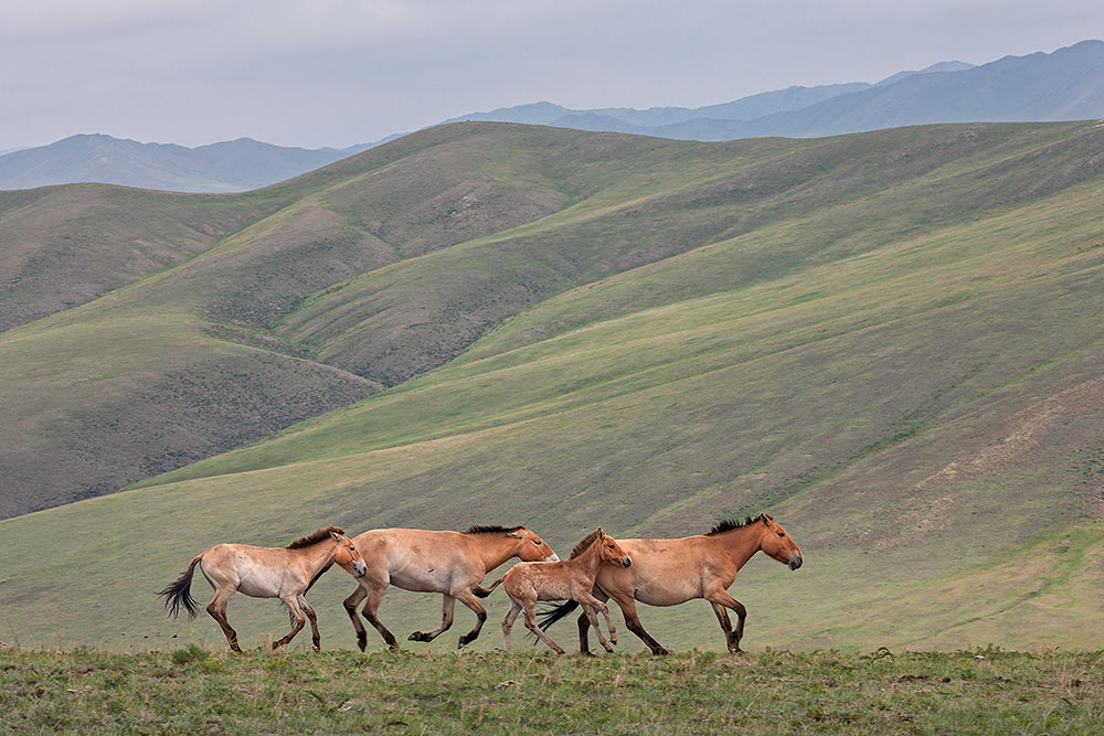 Bild 7 / Buch Seite 88 Rund 400 Przewalski-Pferde gibt es heute wieder im Hustai Nationalpark. Die Steppentiere leben in Familiengruppen, die von einem Hengst angeführt werden, oder in reinen Hengstgruppen.