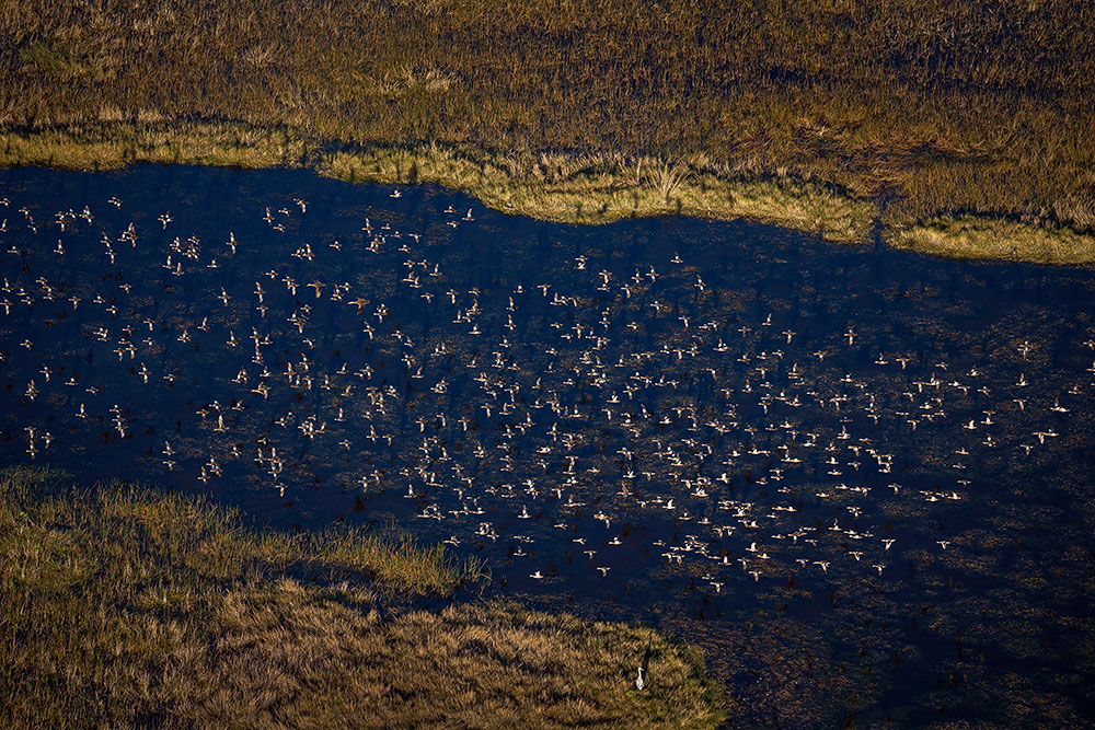Bild 5 / Buch Seite 109 Unzählige Wasservögel besiedeln den „Fluss aus Gras“, wie die Everglades, das Feuchtgebiet ganz im Süden der USA auch genannt wird. Auf dem Bild ist ein Schwarm Enten zu sehen, fotografiert aus dem Hubschrauber.