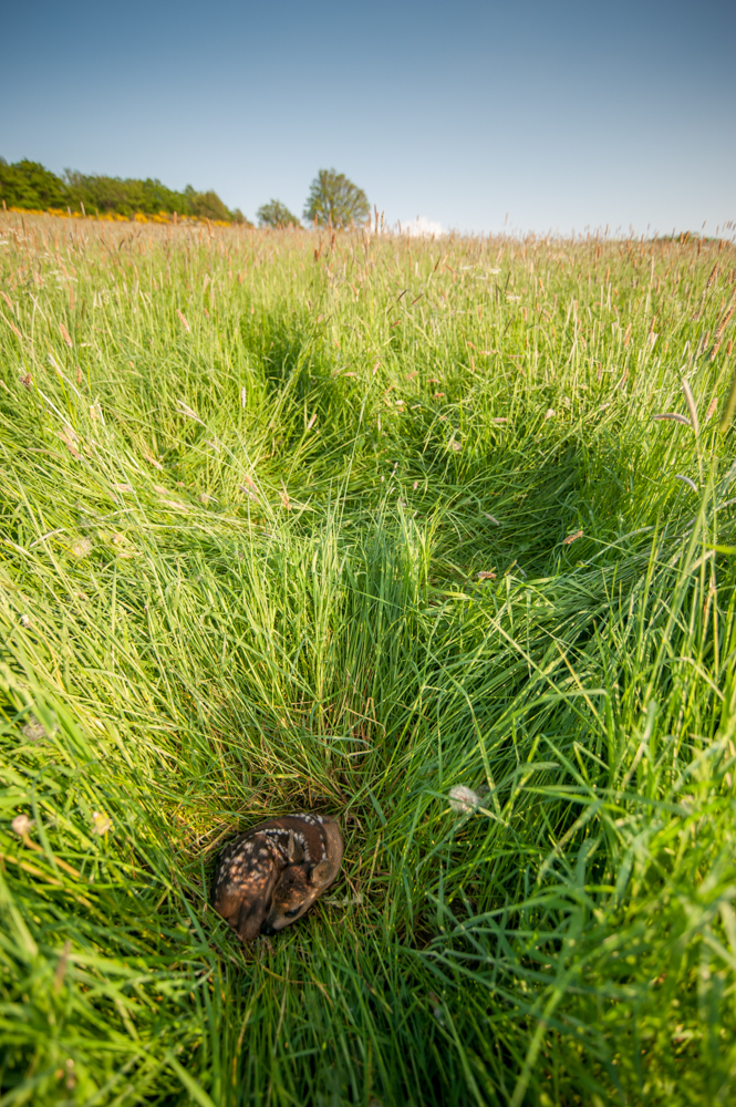 Das Gras steht so hoch, dass Kitze unentdeckt bleiben - © K.Winterhoff