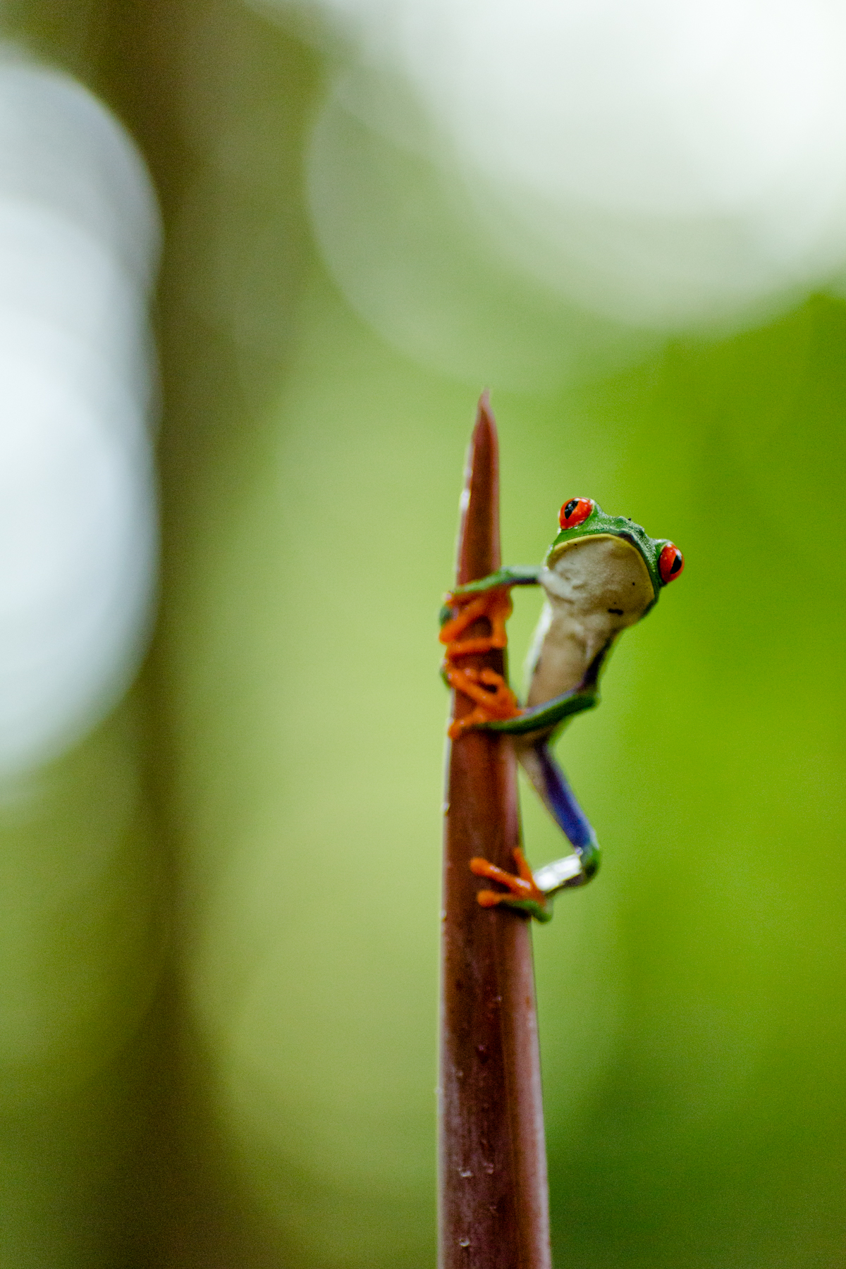Amphibienkitsch aus Costa Rica © K.Winterhoff