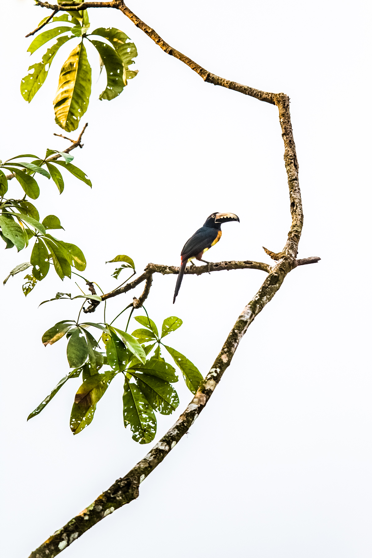 Die ersten Vögel, hier eine Tukanart, der Halsbandarassari, ließen nicht lange auf sich warten © K. Winterhoff